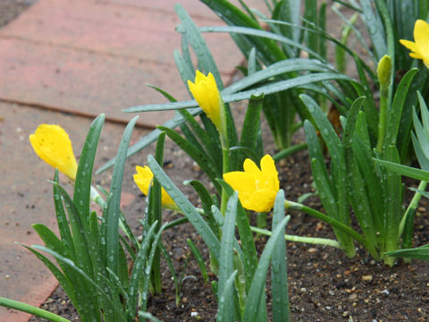 Sternbergia lutea