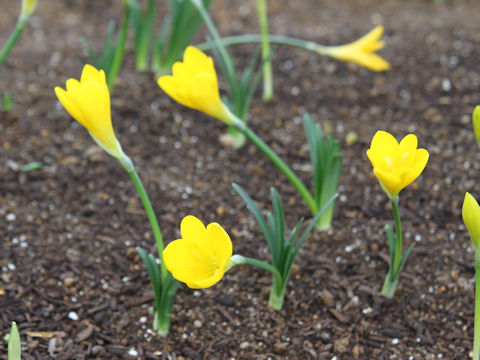 Sternbergia lutea