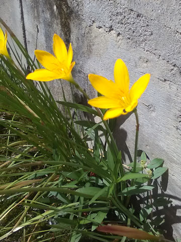 Sternbergia lutea