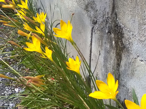 Sternbergia lutea