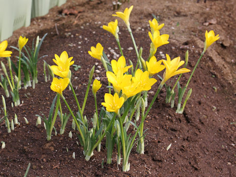 Sternbergia lutea