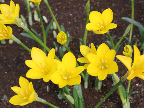 Sternbergia lutea