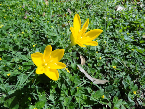 Sternbergia lutea