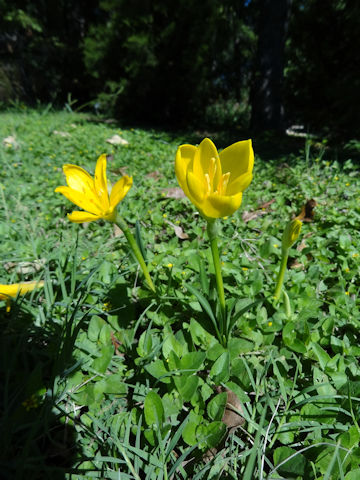 Sternbergia lutea