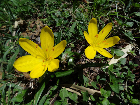 Sternbergia lutea