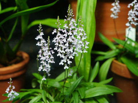 Stenoglottis macloughlinii