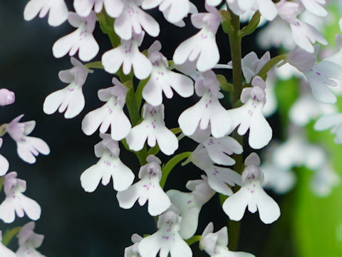 Stenoglottis macloughlinii