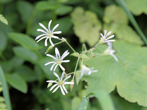 Stellaria nemorum