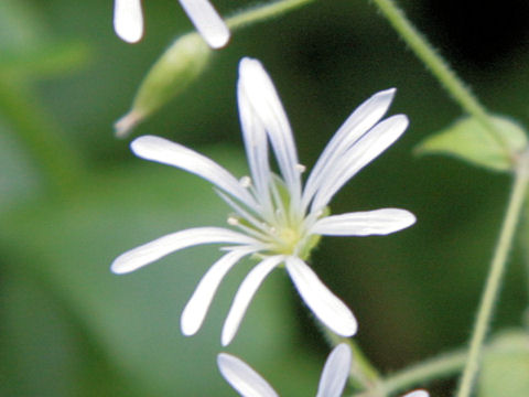 Stellaria nemorum