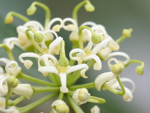 Stenocarpus salignus