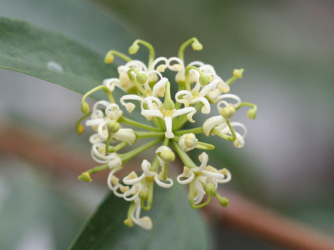 Stenocarpus salignus