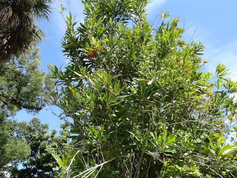 Stenocarpus sinuatus