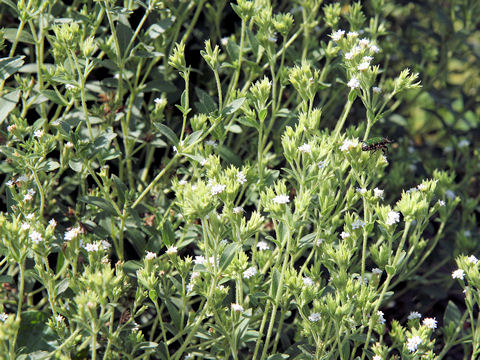 Stevia rebaudiana