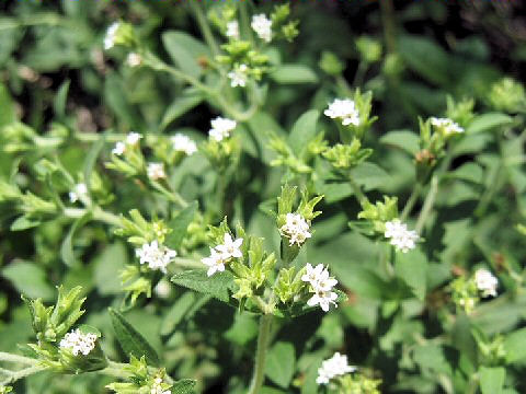 Stevia rebaudiana