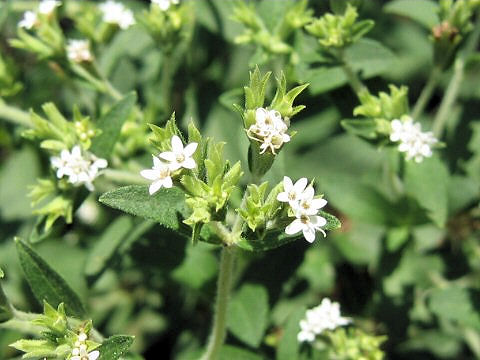 Stevia rebaudiana