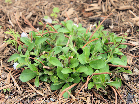 Stevia rebaudiana