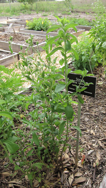 Stevia rebaudiana