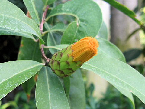 Stifftia chrysantha