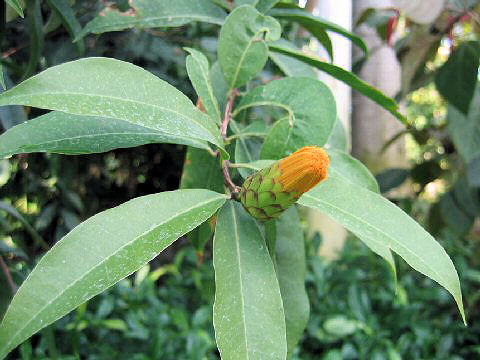 Stifftia chrysantha