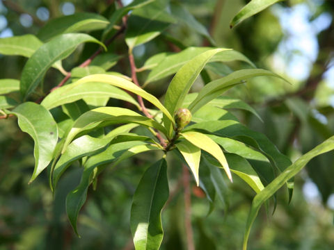 Stifftia chrysantha