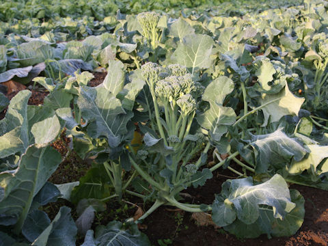 Brassica oleracea var. italica cv.