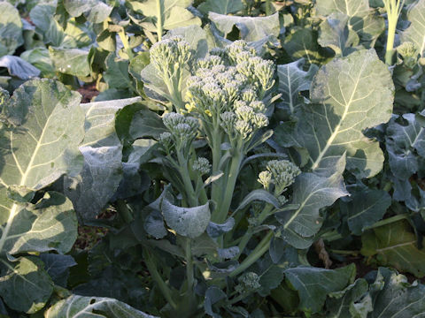 Brassica oleracea var. italica cv.