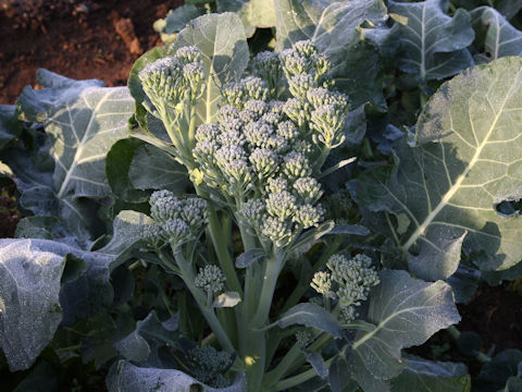 Brassica oleracea var. italica cv.