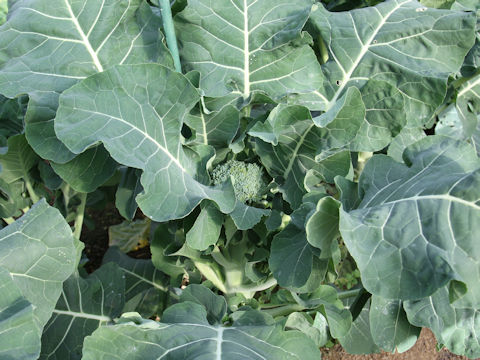 Brassica oleracea var. italica cv.