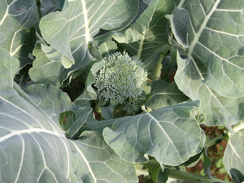 Brassica oleracea var. italica cv.