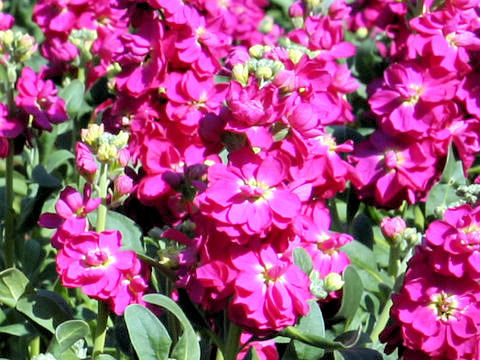 Matthiola incana