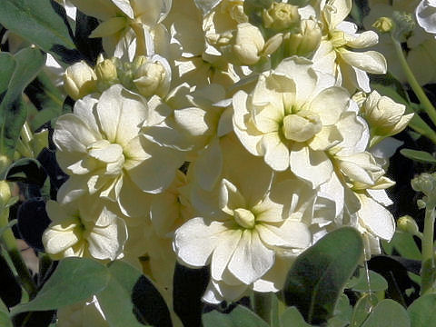 Matthiola incana