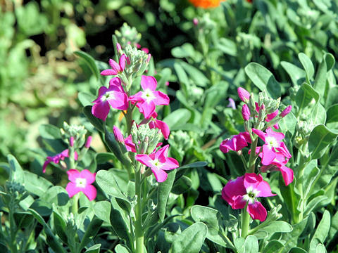 Matthiola incana