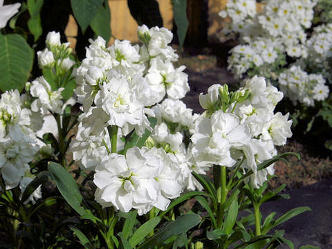 Matthiola incana