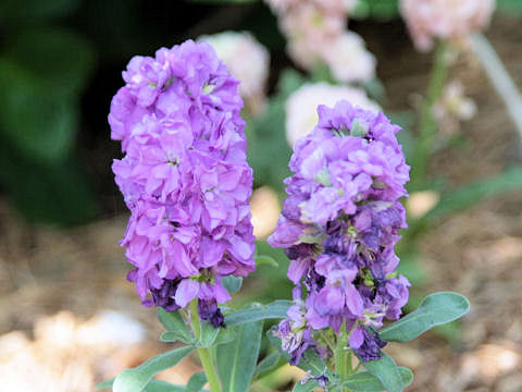 Matthiola incana