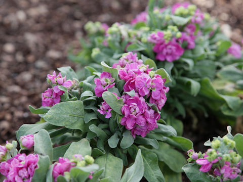 Matthiola incana