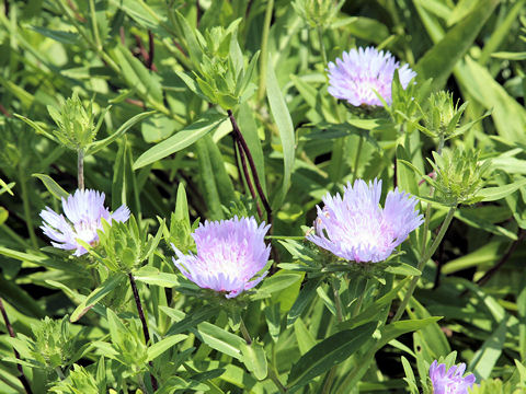 Stokesia laevis