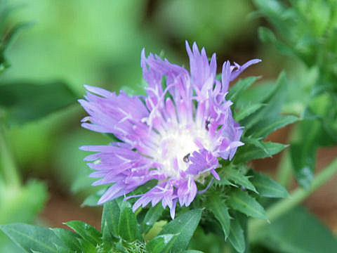 Stokesia laevis