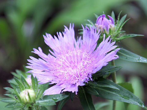 Stokesia laevis