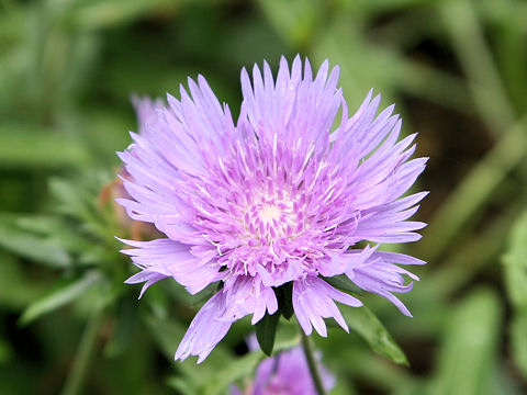 Stokesia laevis