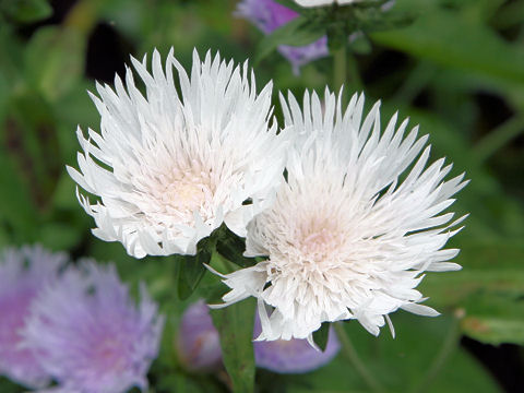 Stokesia laevis