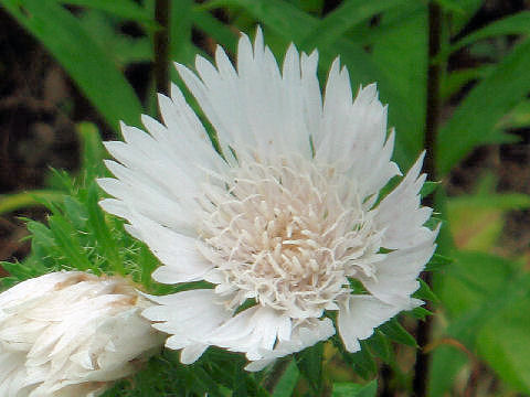 Stokesia laevis