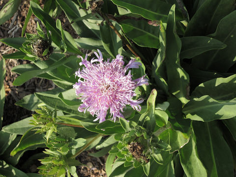 Stokesia laevis