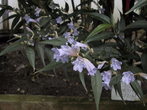 Strobilanthes anisophyllus