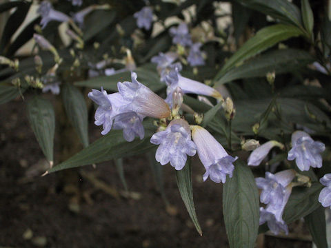 Strobilanthes anisophyllus