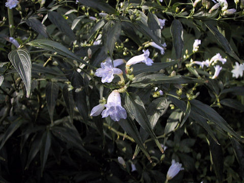 Strobilanthes anisophyllus