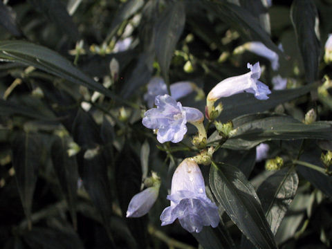 Strobilanthes anisophyllus