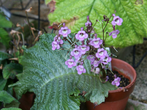 Streptocarpus denticulatus