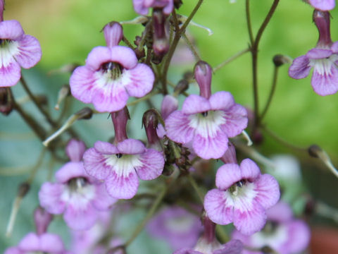 Streptocarpus denticulatus