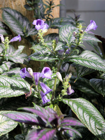 Shu Homepage ストロビランテス ディエリアヌス Strobilanthes Dyerianus