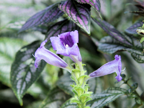 Strobilanthes dyerianus